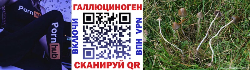Галлюциногенные грибы Psilocybe  купить  сайты  Шахты 